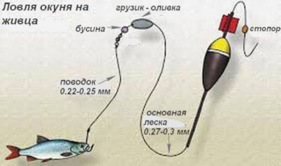 Ловля окуня на удочку: места ловли, секреты рыбаков