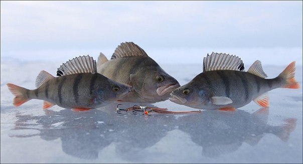 окуни