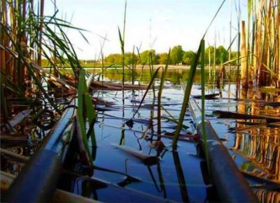 Удочки в камышах