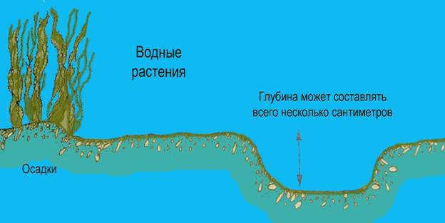 Места кормежки карпа осенью