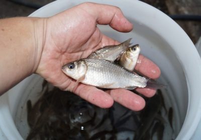 Малек карася