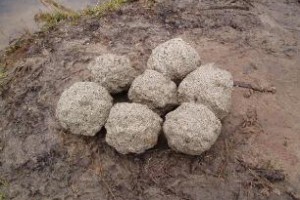 Лучшие прикормки для ловли карася
