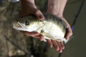 Успешный троллинг судака в реке и на других водоемах