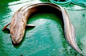 Ловля угря — снасти, приманка и способы поимки