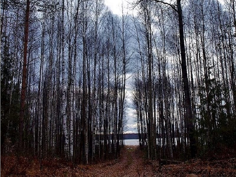Дорога к Сорочьему озеру