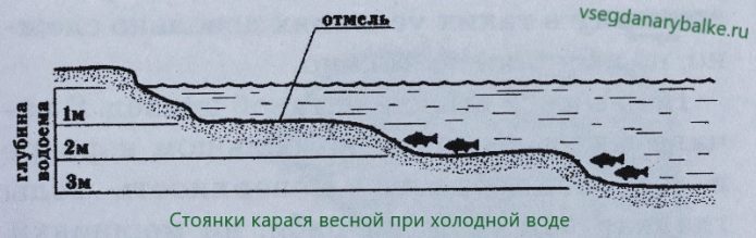 Места обитания карася весной