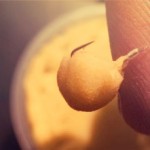 как правильно ловить на тесто?