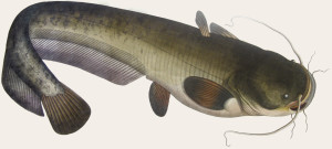 Silurus-glanis_01