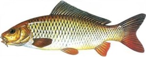 fish_12