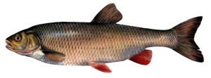 golavl1