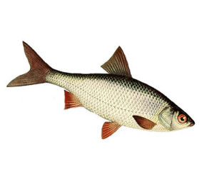 rutillus_rutillus