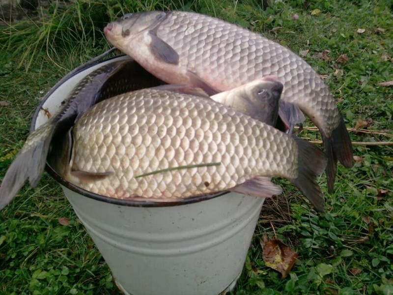 План