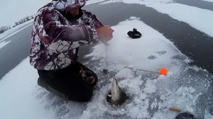 Погода клева рыбы 