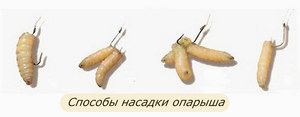 Как правильно насадить опарыша
