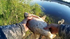 Рыбалка на леща