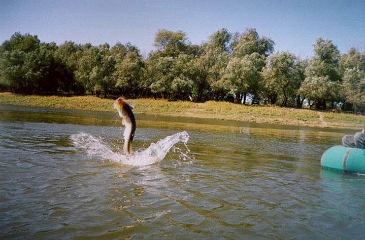 Щука прыгнула из воды