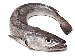  какая рыба относится к морской