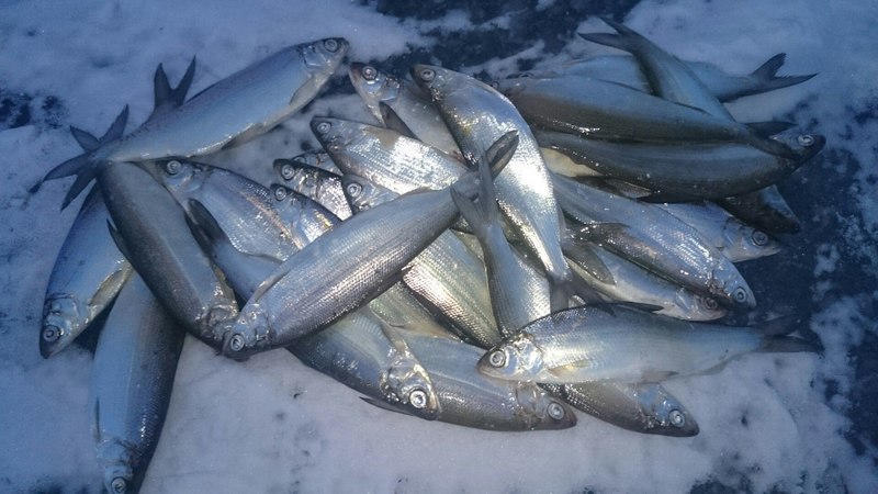 Рыба рипус: описание, ловля 