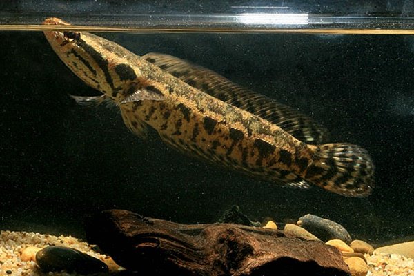 Змееголов CHANNA LUCIUS