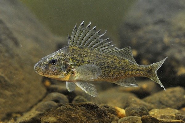 Ерш обыкновенный (Gymnocephalus cernuus)