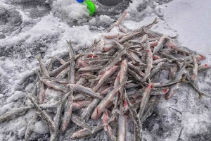 На что клюет корюшка весной, время ловить корюшку
