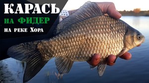 Особенности ловли карася