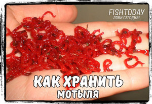 Способы хранения мотылей