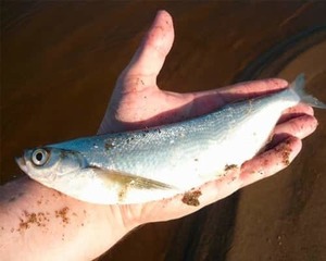 Чехонь встречается во многих водоемах, а особенности поведения этой рыбы