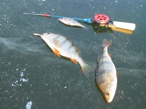 Снасти, необходимые для поимки окуневых по перволедью