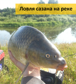 На что ловить сазана