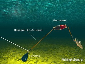 Технология ловли сома