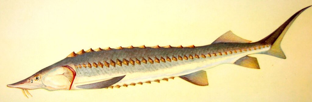 Амурский осетр (Acipenser schrenckii)
