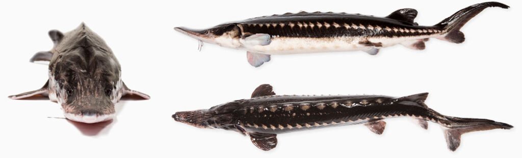 Севрюга (Acipenser stellatus)