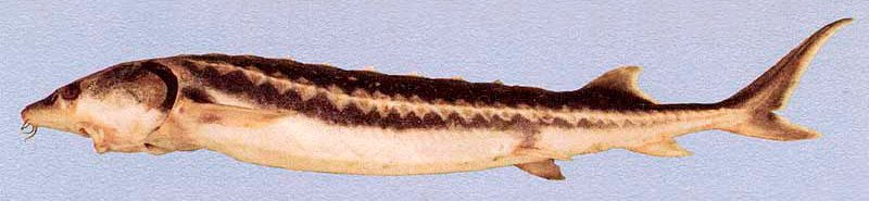 Персидский осетр (Acipenser persicus)