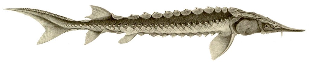 Корейский осетр (Acipenser dabryanus)