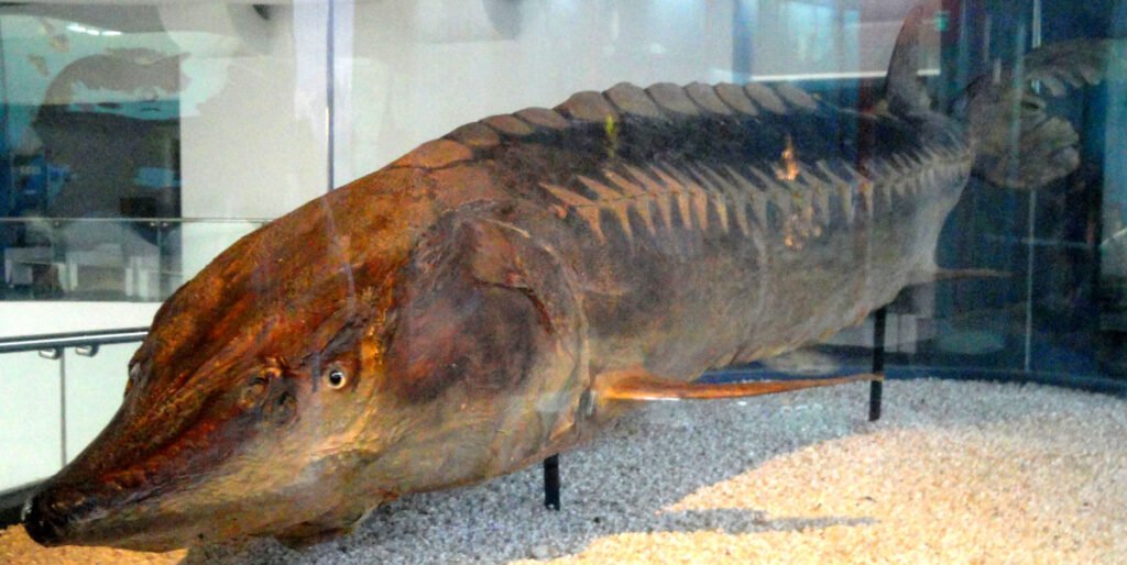 Китайский осетр (Acipenser sinensis)