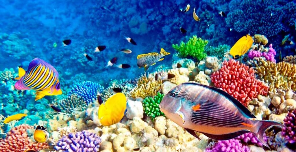 Коралловые рифы Красного моря