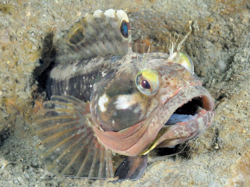 Морские собачки