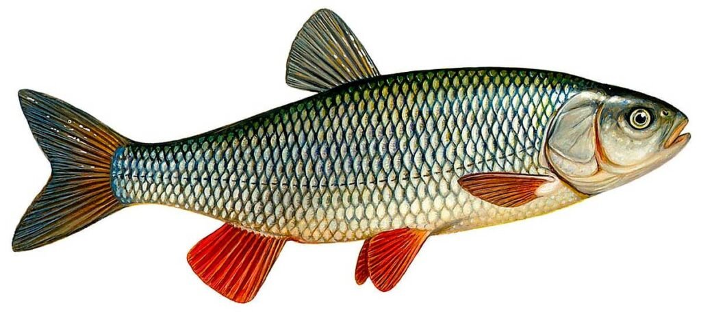 Голавль