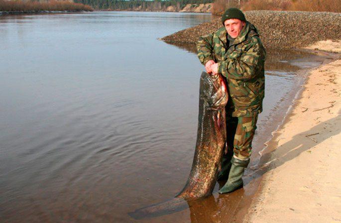 Сом из Беларуси 80 килограммов
