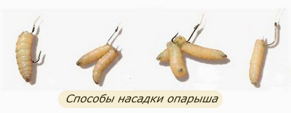 Насадка опарыша на крючок