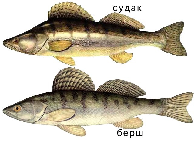 Чем отличается берш от судака