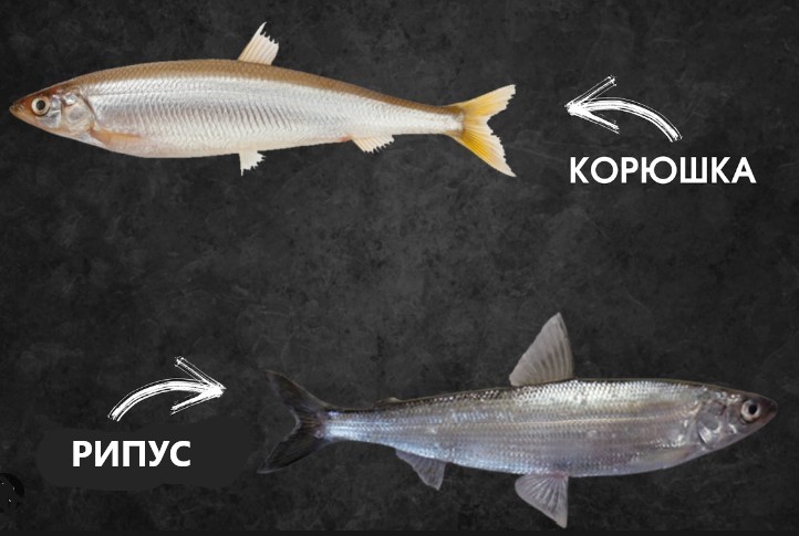 Рипус и корюшка