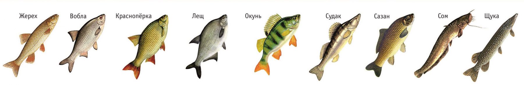 Виды рыб